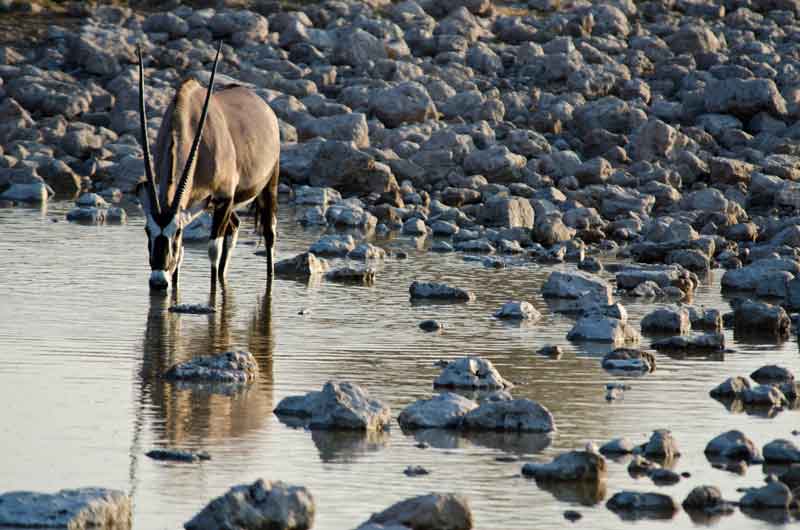 176 - Namibia - antilope Orix - parque nacional de Etosha